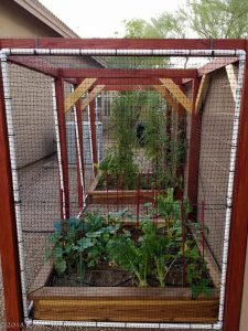 My Low Desert Garden 20180612-Garden-002-2-225x300