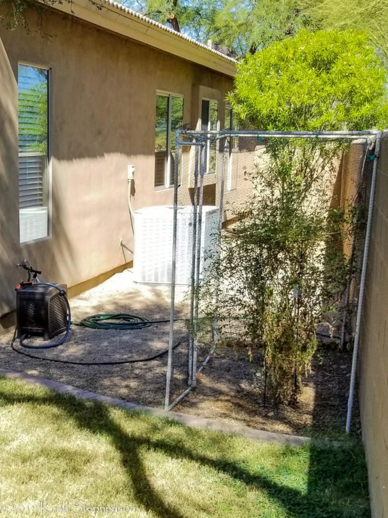 tomato plants