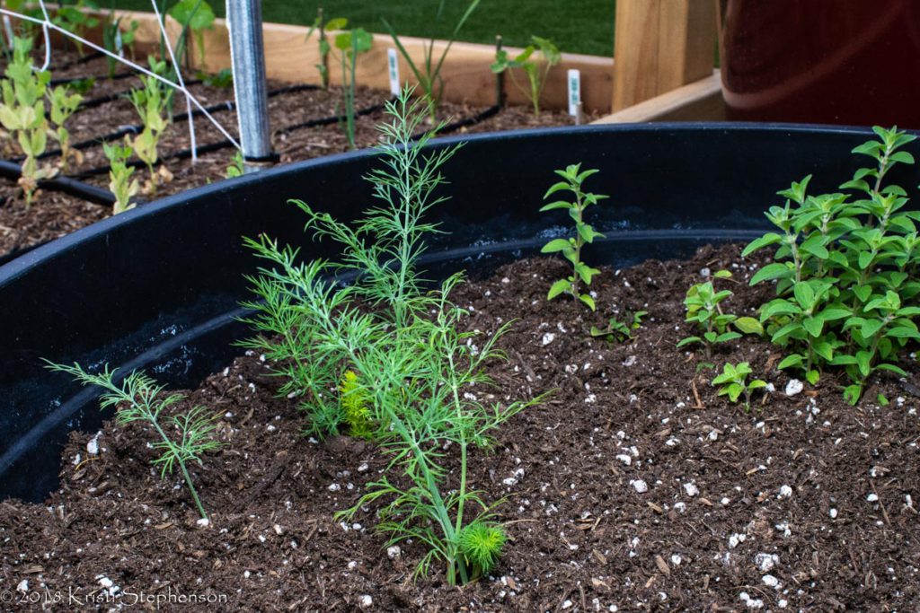 new dill plants