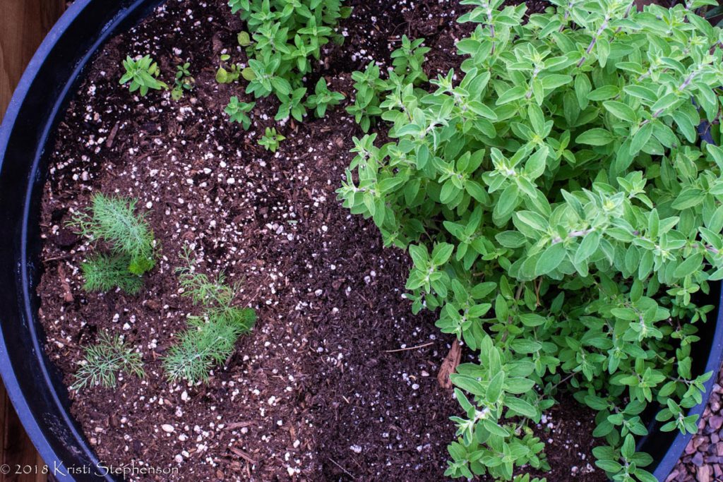 trimmed oregano