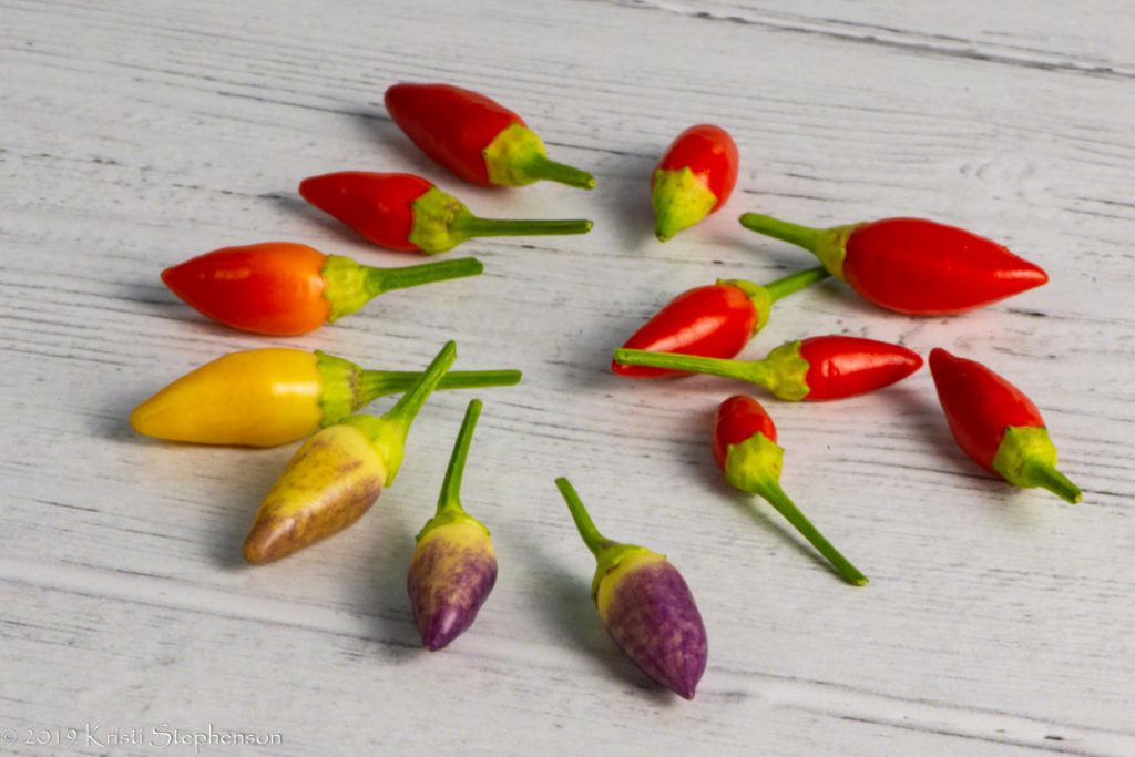 Harvested ordono chiles - array of colors!