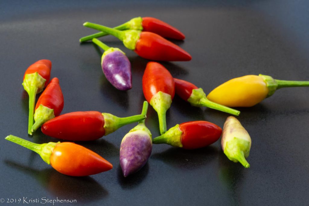Harvested ordono chiles - array of colors!