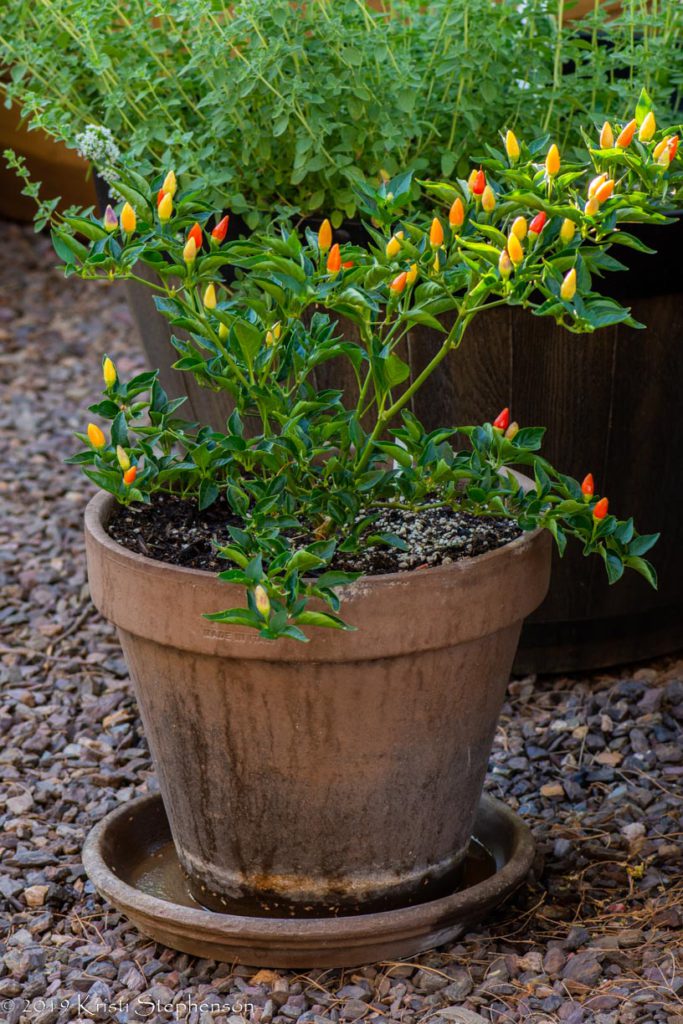 Ordono Chile growing in pot