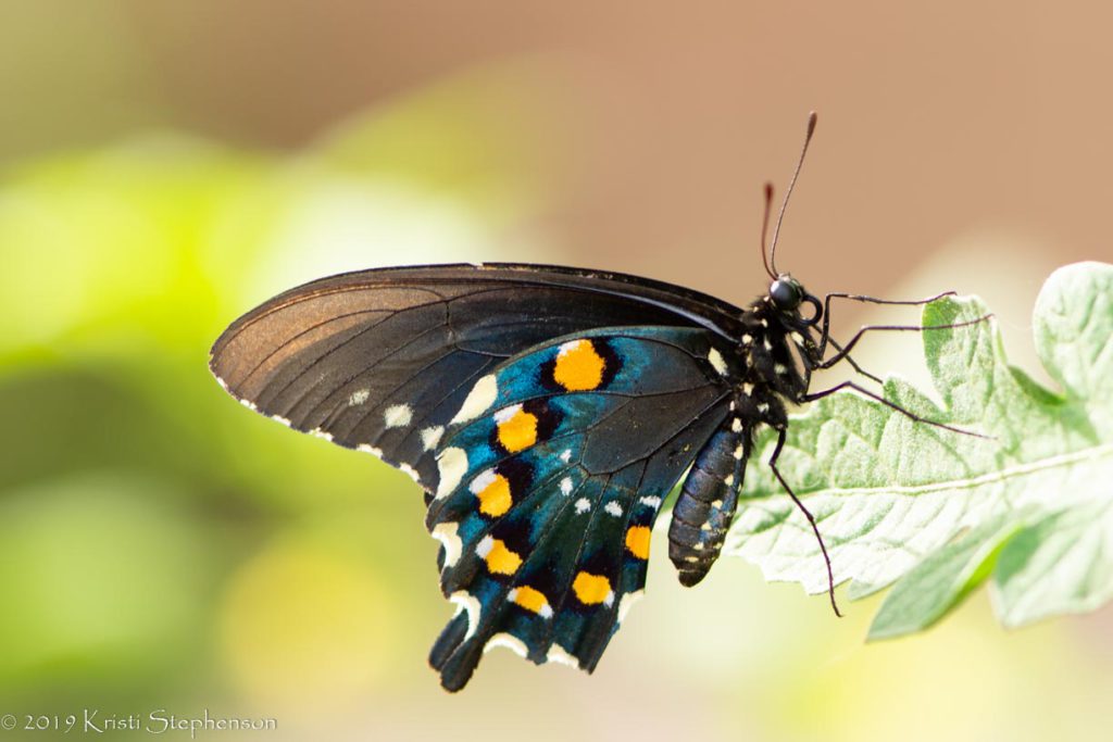 Pipevine swallowtail butterfly