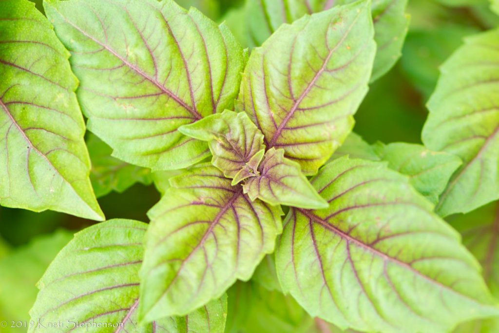 Purple basil
