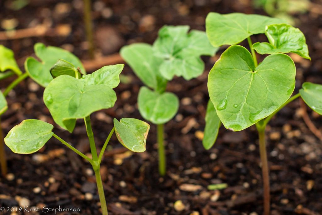 Buckwheat seedlings