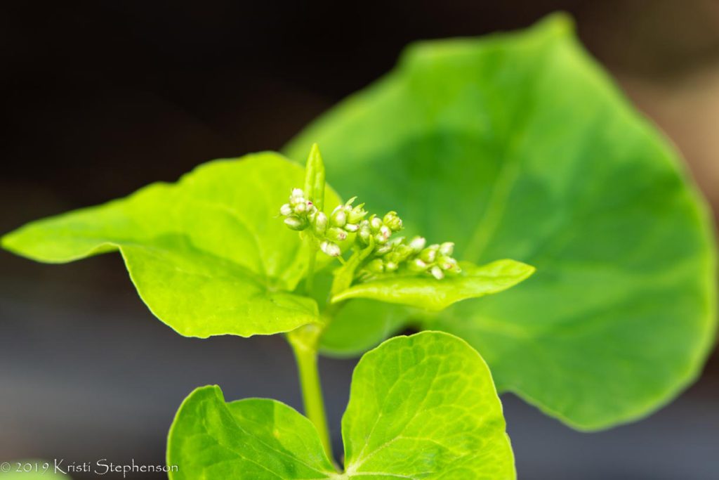 Flowering buckwheat
