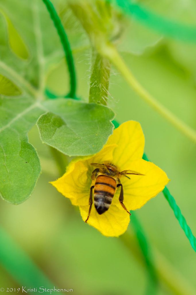 Bee