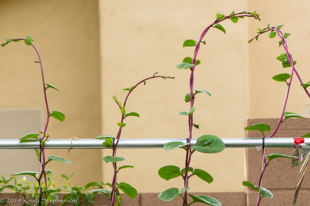 Malabar spinach - tops of vines