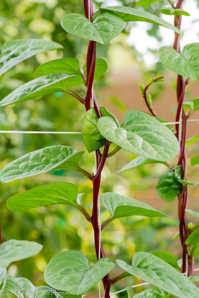 Malabar spinach - close