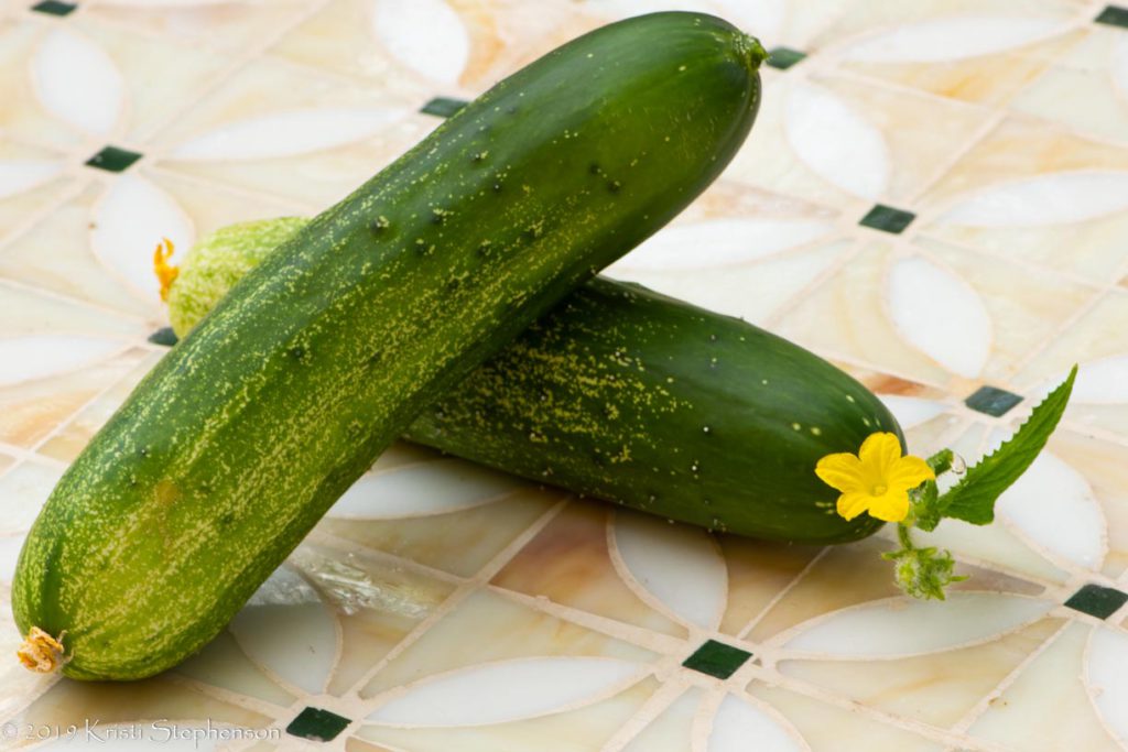Marketmore 76 cucumber