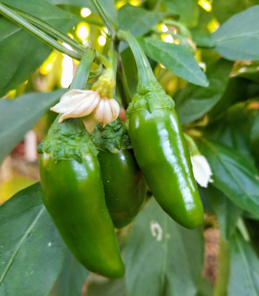 Chile plants