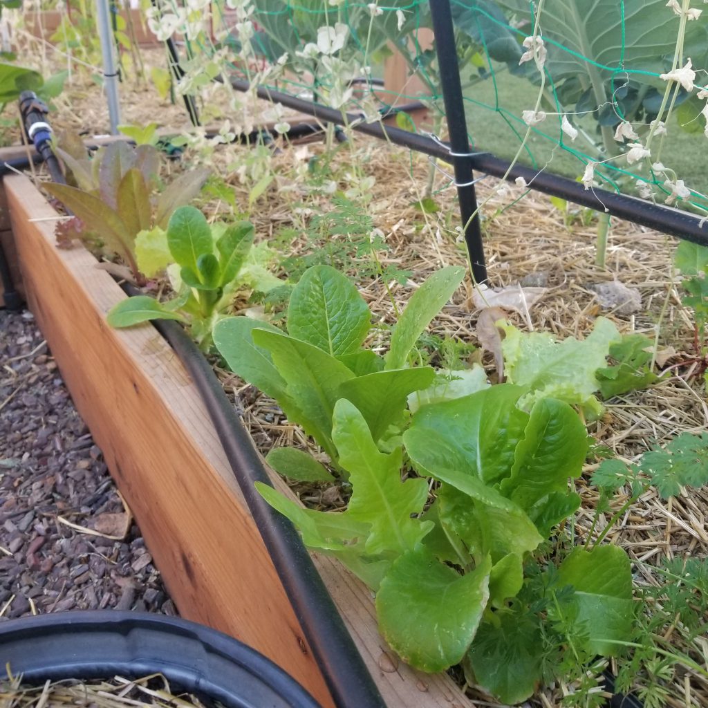 Lettuce patch