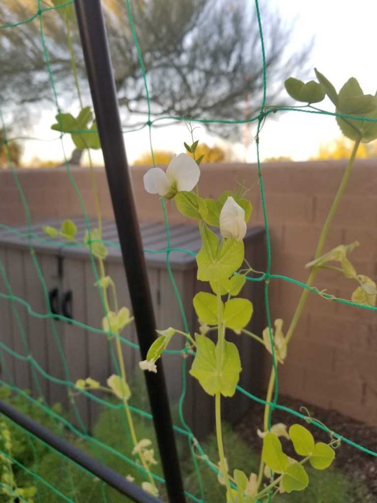 Thriving snap peas