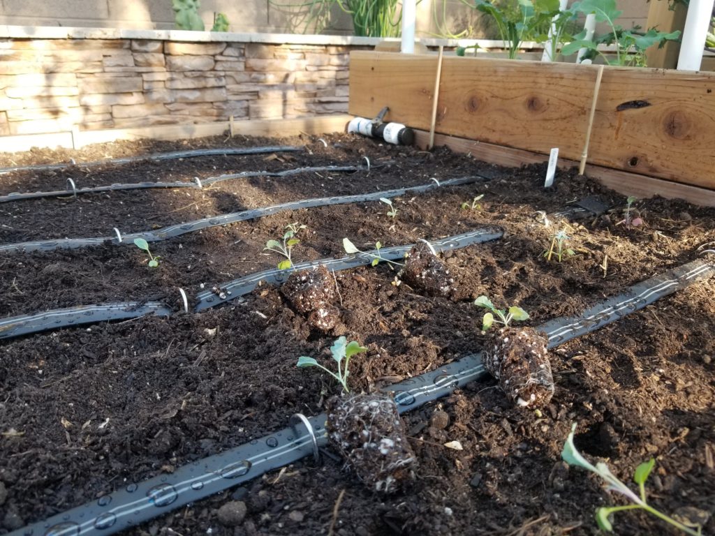 Seedling starts for greens