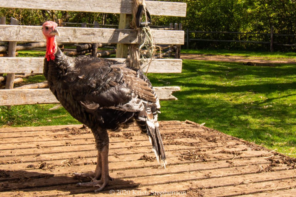 Turkey on farm